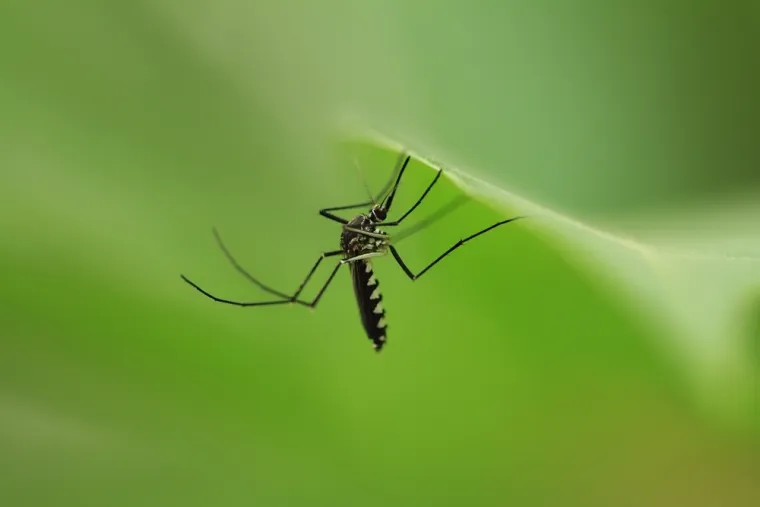 Ne moraš biti genijalac da prepoznaš barem šest kukaca sa slike: Pitanja su stvarno laka