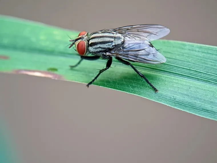 Ne moraš biti genijalac da prepoznaš barem šest kukaca sa slike: Pitanja su stvarno laka