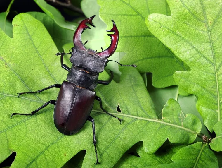 Ne moraš biti genijalac da prepoznaš barem šest kukaca sa slike: Pitanja su stvarno laka
