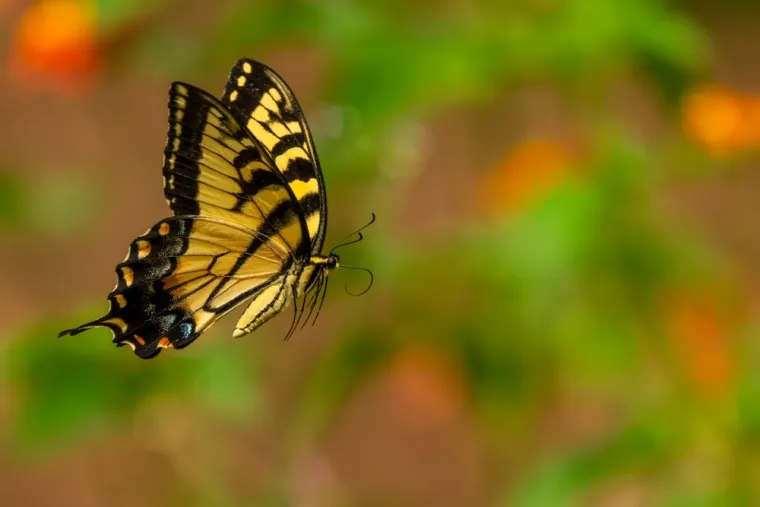 Ne moraš biti genijalac da prepoznaš barem šest kukaca sa slike: Pitanja su stvarno laka