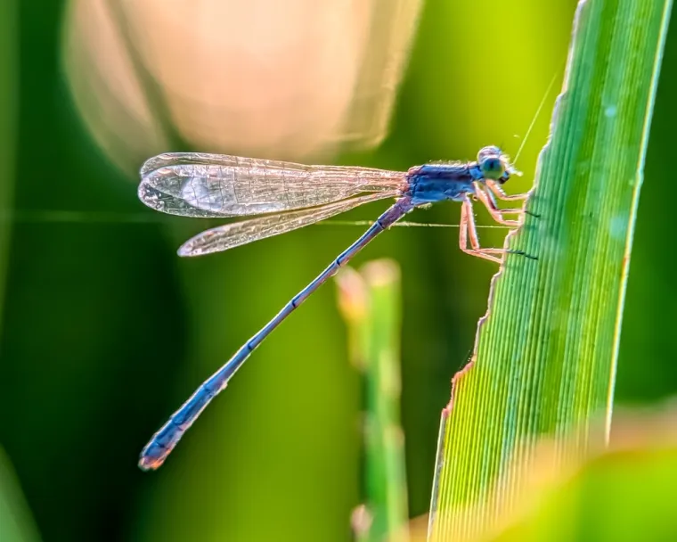 Ne moraš biti genijalac da prepoznaš barem šest kukaca sa slike: Pitanja su stvarno laka