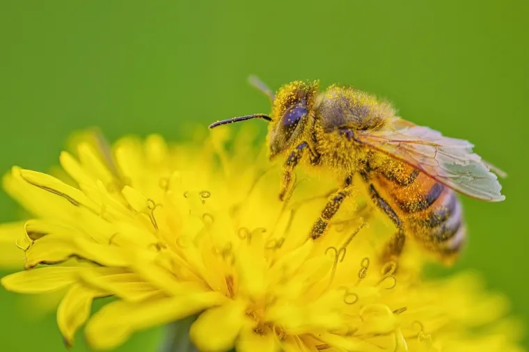 Ne mora&scaron; biti genijalac da prepozna&scaron; barem &scaron;est kukaca sa slike: Pitanja su stvarno laka