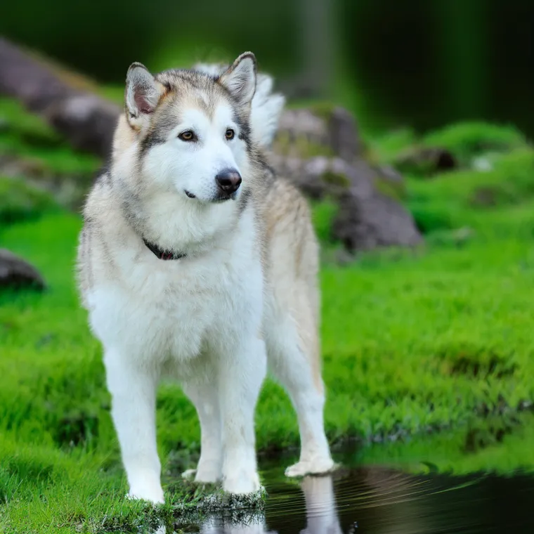 Koliko je pametan va&scaron; pas? Ovako se različite pasmine rangiraju po inteligenciji