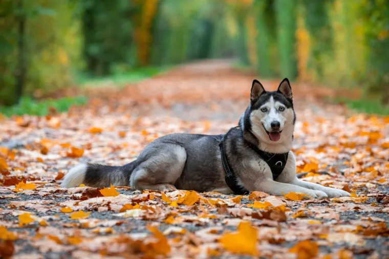 Koliko je pametan va&scaron; pas? Ovako se različite pasmine rangiraju po inteligenciji