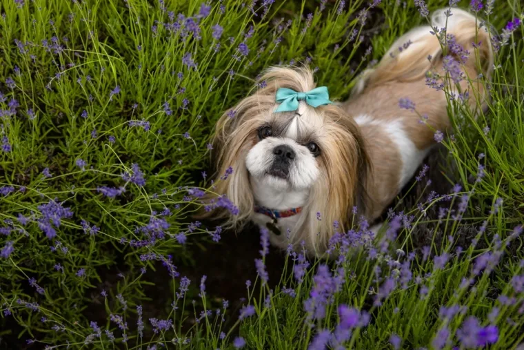 Koliko je pametan va&scaron; pas? Ovako se različite pasmine rangiraju po inteligenciji