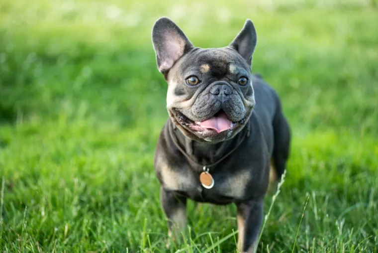 Koliko je pametan va&scaron; pas? Ovako se različite pasmine rangiraju po inteligenciji