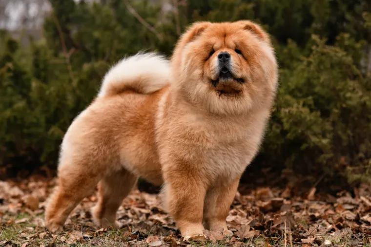 Koliko je pametan va&scaron; pas? Ovako se različite pasmine rangiraju po inteligenciji