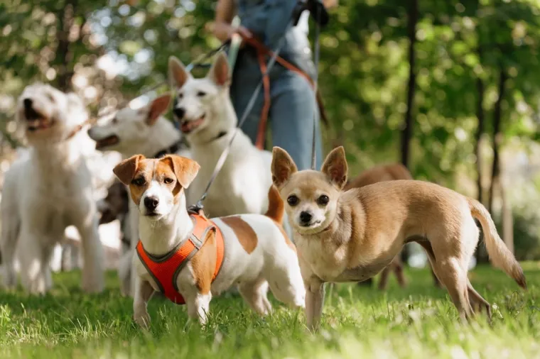 Koliko je pametan vaš pas? Ovako se različite pasmine rangiraju po inteligenciji