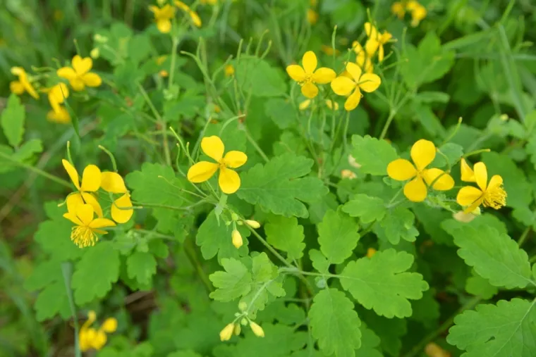 Rijetki će prepoznati ove livadne biljke sa slike: Dokaži da nije nemoguće znati sve