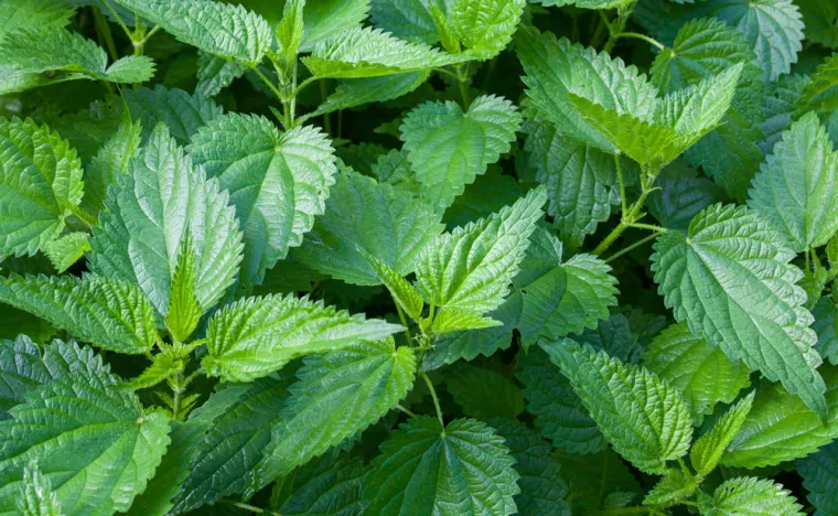 Rijetki će prepoznati ove livadne biljke sa slike: Dokaži da nije nemoguće znati sve