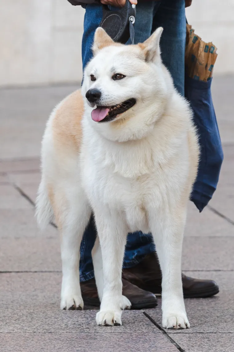 Ni dugi kaputi nisu sasvim prekrili lijepe noge Riječanki: Štiklama pokorile Korzo