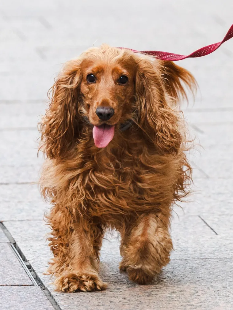 Ni dugi kaputi nisu sasvim prekrili lijepe noge Riječanki: Štiklama pokorile Korzo