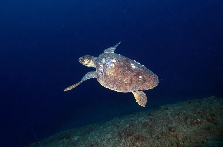 U dubinama pronađeno čudesno blago: Ronioci zanijemili kada su ugledali &scaron;to se tamo krije