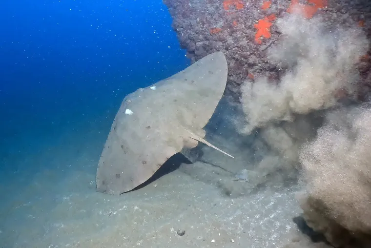 U dubinama pronađeno čudesno blago: Ronioci zanijemili kada su ugledali &scaron;to se tamo krije