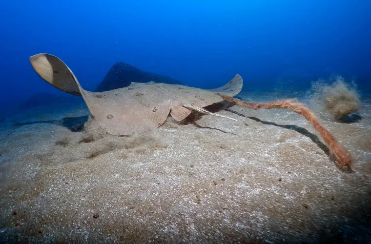 U dubinama pronađeno čudesno blago: Ronioci zanijemili kada su ugledali &scaron;to se tamo krije