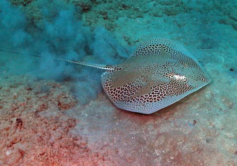U dubinama pronađeno čudesno blago: Ronioci zanijemili kada su ugledali &scaron;to se tamo krije