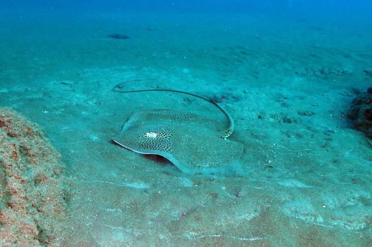 U dubinama pronađeno čudesno blago: Ronioci zanijemili kada su ugledali &scaron;to se tamo krije
