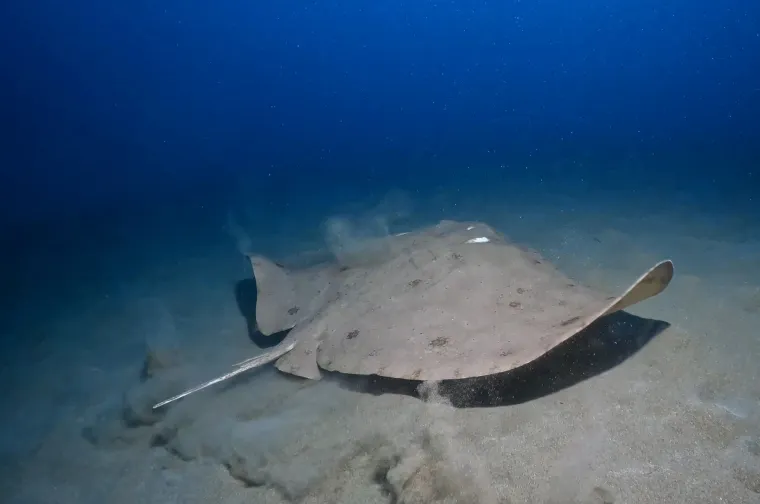 U dubinama pronađeno čudesno blago: Ronioci zanijemili kada su ugledali &scaron;to se tamo krije