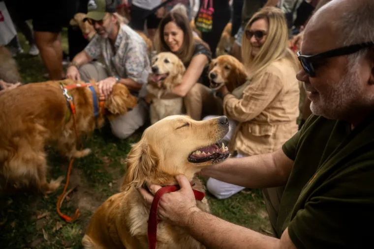 Nevjerojatno! Vi&scaron;e od 1.800 zlatnih retrivera sru&scaron;ilo rekord i osvojilo srca diljem svijeta