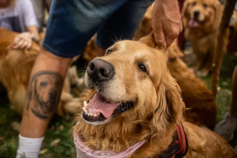 Nevjerojatno! Vi&scaron;e od 1.800 zlatnih retrivera sru&scaron;ilo rekord i osvojilo srca diljem svijeta