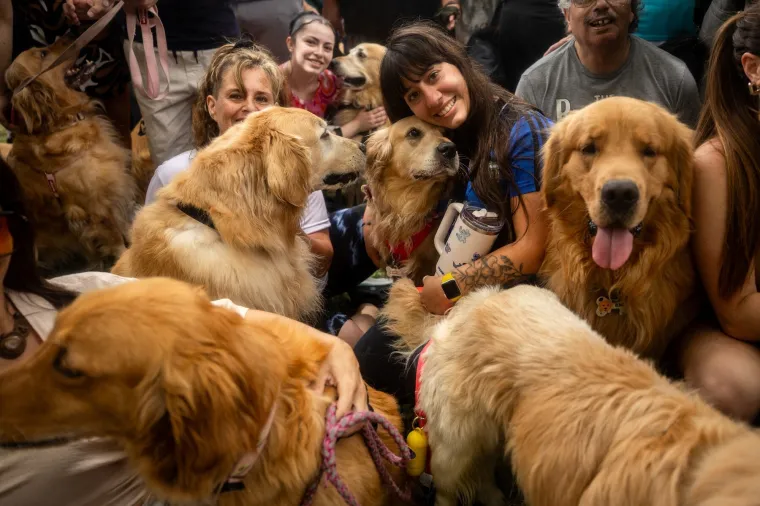Nevjerojatno! Vi&scaron;e od 1.800 zlatnih retrivera sru&scaron;ilo rekord i osvojilo srca diljem svijeta