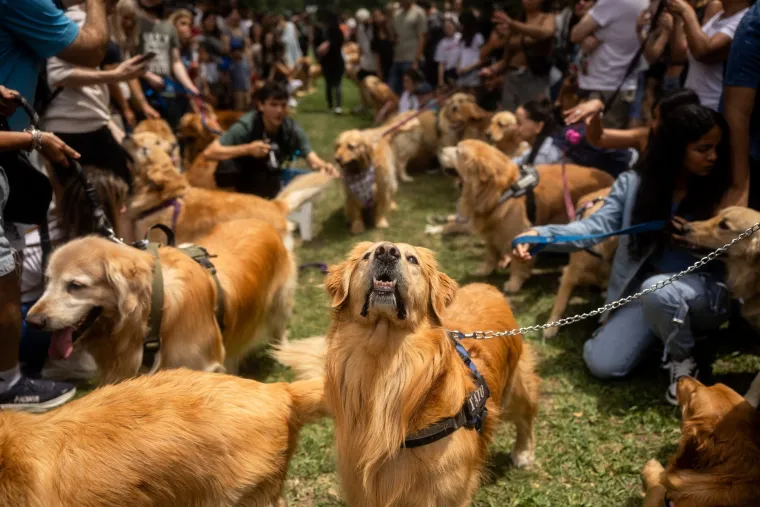 Nevjerojatno! Vi&scaron;e od 1.800 zlatnih retrivera sru&scaron;ilo rekord i osvojilo srca diljem svijeta