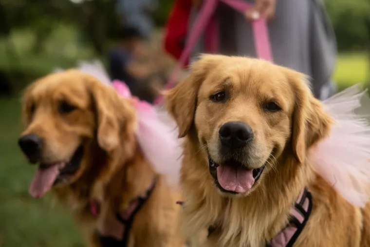 Nevjerojatno! Vi&scaron;e od 1.800 zlatnih retrivera sru&scaron;ilo rekord i osvojilo srca diljem svijeta