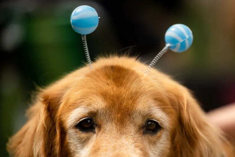 Nevjerojatno! Vi&scaron;e od 1.800 zlatnih retrivera sru&scaron;ilo rekord i osvojilo srca diljem svijeta