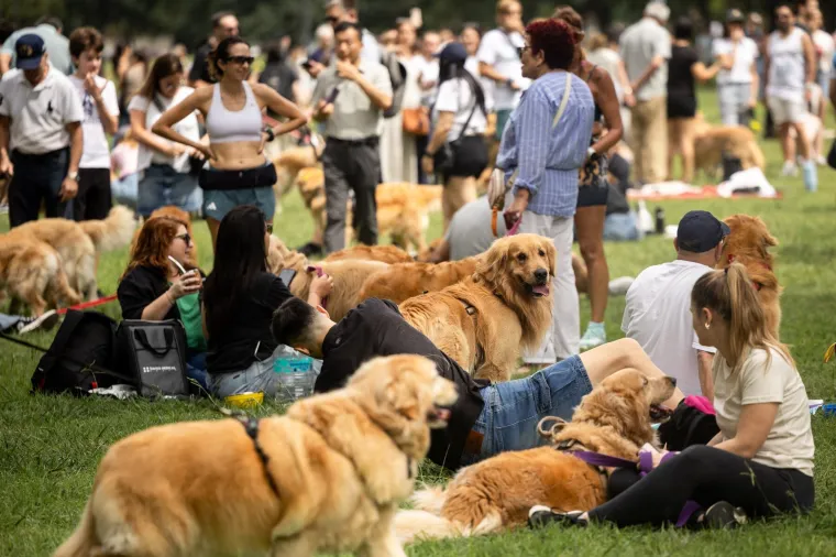 Nevjerojatno! Vi&scaron;e od 1.800 zlatnih retrivera sru&scaron;ilo rekord i osvojilo srca diljem svijeta