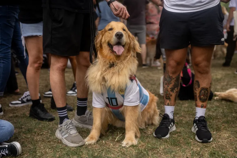 Nevjerojatno! Vi&scaron;e od 1.800 zlatnih retrivera sru&scaron;ilo rekord i osvojilo srca diljem svijeta