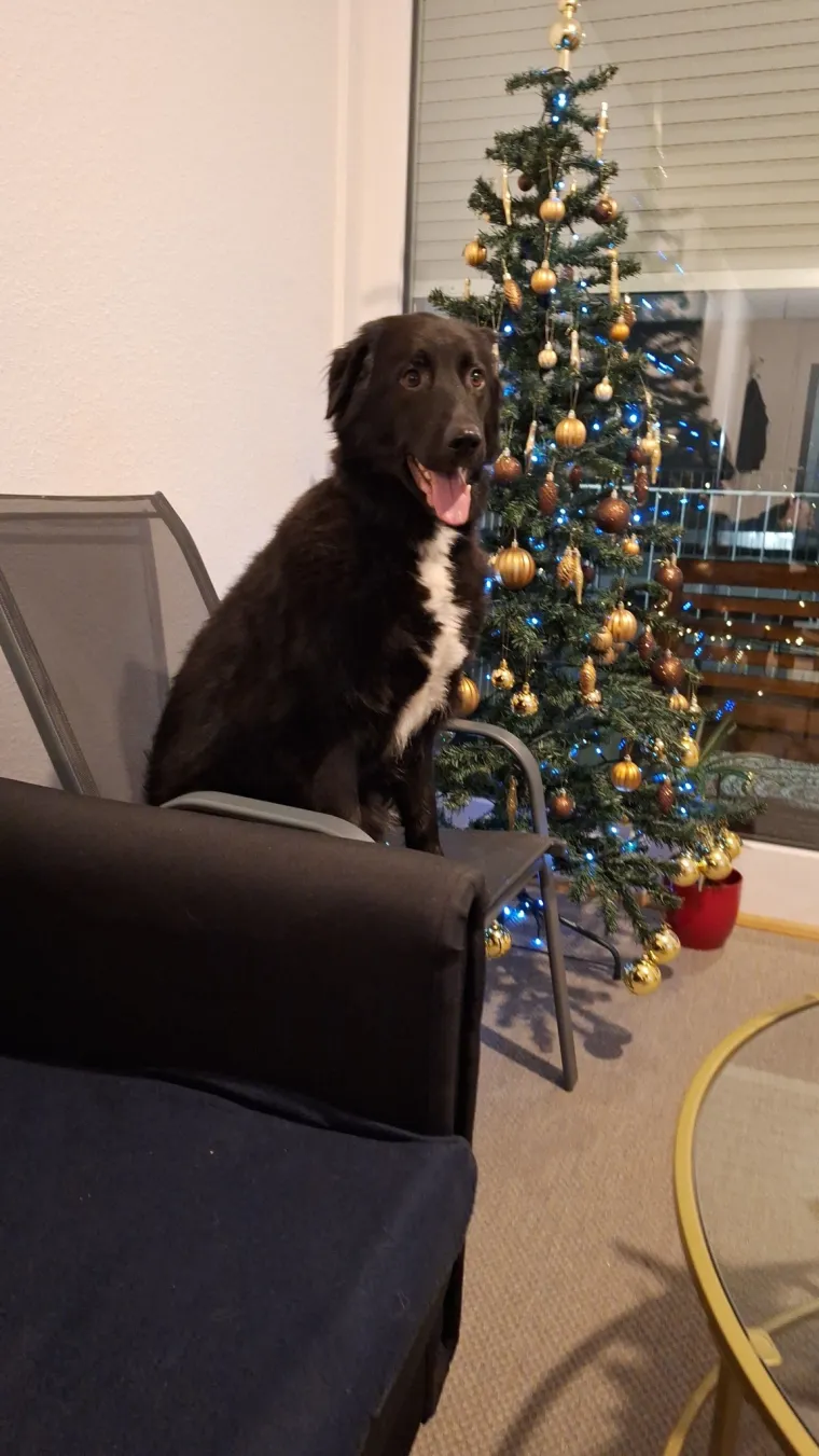 Blagdanska čarolija se nastavlja: Donosimo vam jo&scaron; 40 va&scaron;ih prekrasnih jelki