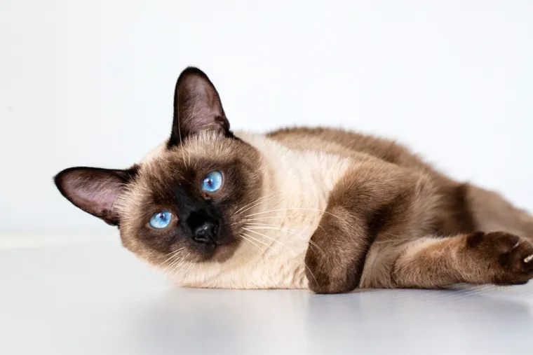 Neka od ovih pitanja mogla bi zbuniti i mačkoljupce: Dokažite da nije nemoguće znati sve