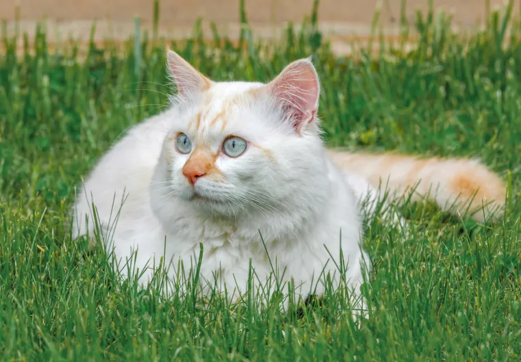 Neka od ovih pitanja mogla bi zbuniti i mačkoljupce: Dokažite da nije nemoguće znati sve
