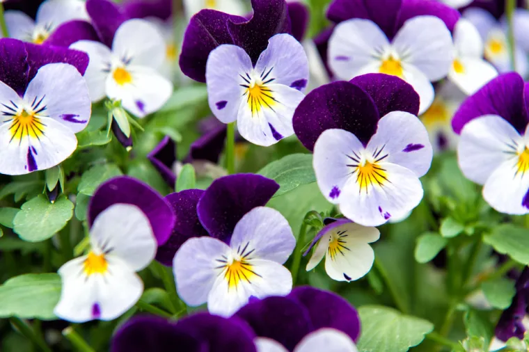 Može&scaron; li prepoznati ovo cvijeće? Ne mora&scaron; biti veliki botaničar da sve zna&scaron;