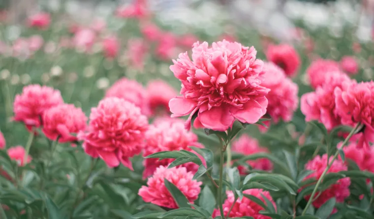 Može&scaron; li prepoznati ovo cvijeće? Ne mora&scaron; biti veliki botaničar da sve zna&scaron;