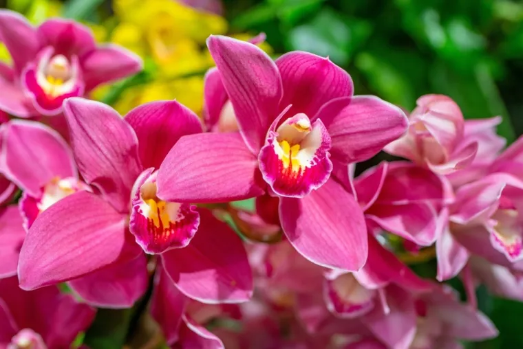 Može&scaron; li prepoznati ovo cvijeće? Ne mora&scaron; biti veliki botaničar da sve zna&scaron;