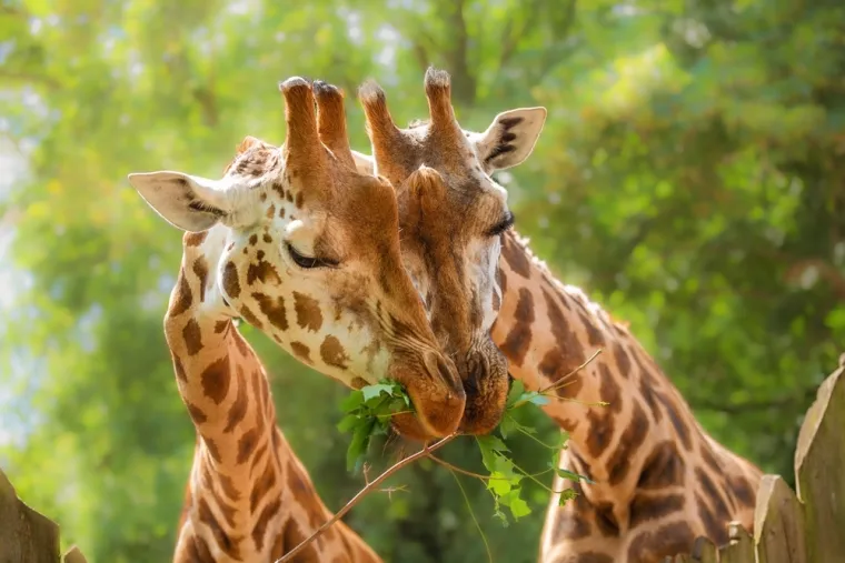 Koliko afričkih životinja može&scaron; prepoznati? Ova pitanja će znati rije&scaron;iti i osnovno&scaron;kolci