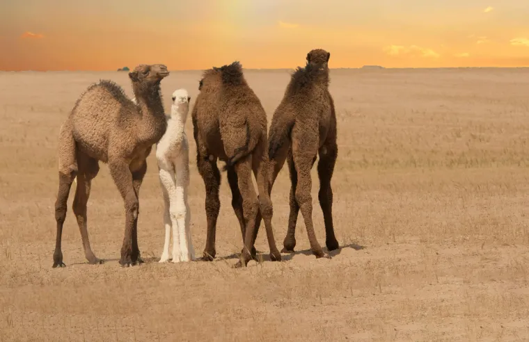 Koliko afričkih životinja može&scaron; prepoznati? Ova pitanja će znati rije&scaron;iti i osnovno&scaron;kolci