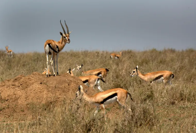 Koliko afričkih životinja može&scaron; prepoznati? Ova pitanja će znati rije&scaron;iti i osnovno&scaron;kolci