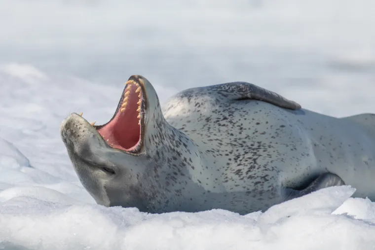 Rijetki će prepoznati sve polarne životinje s fotografija: Dokaži da nije nemoguće