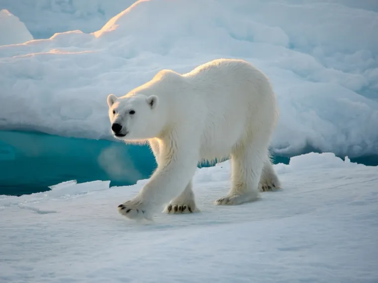 Rijetki će prepoznati sve polarne životinje s fotografija: Dokaži da nije nemoguće
