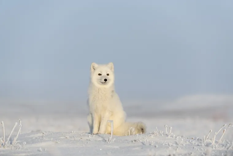 Rijetki će prepoznati sve polarne životinje s fotografija: Dokaži da nije nemoguće
