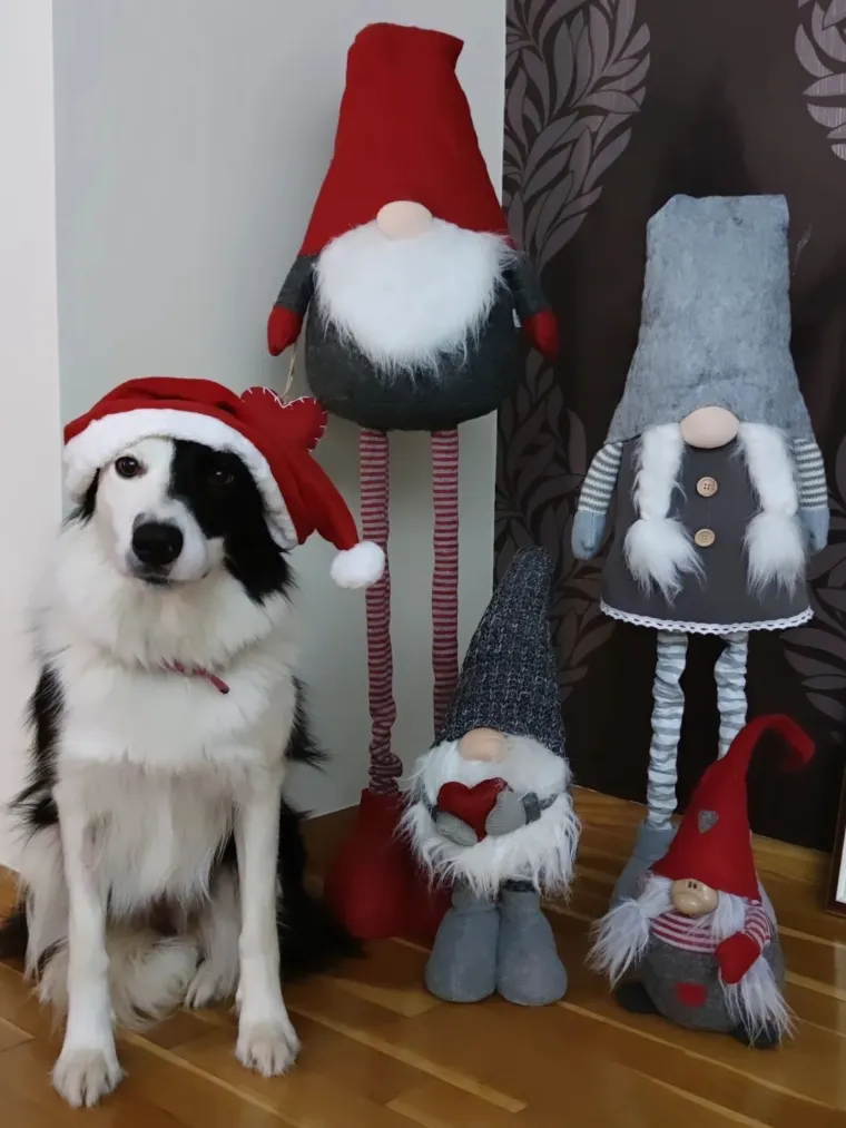 Poslali ste nam fotke va&scaron;ih ljubimaca u božićnom ruhu, pa vi ste pravi sretnici koliko su neodoljivi