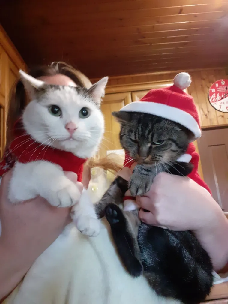 Poslali ste nam fotke va&scaron;ih ljubimaca u božićnom ruhu, pa vi ste pravi sretnici koliko su neodoljivi