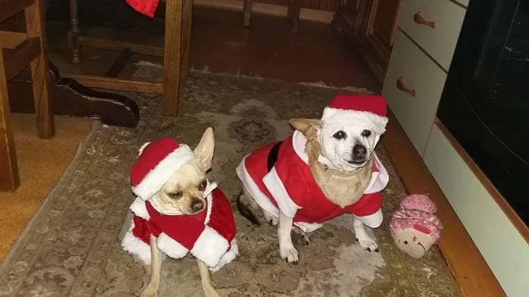 Poslali ste nam fotke va&scaron;ih ljubimaca u božićnom ruhu, pa vi ste pravi sretnici koliko su neodoljivi