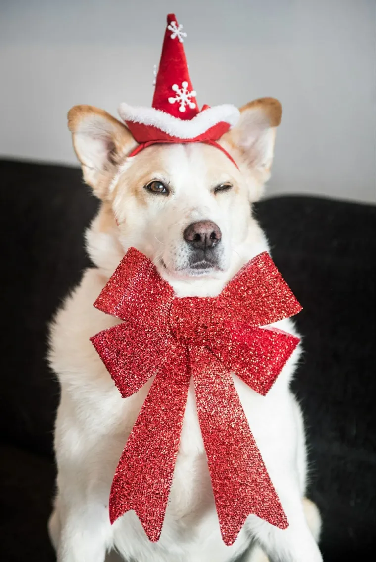 Poslali ste nam fotke va&scaron;ih ljubimaca u božićnom ruhu, pa vi ste pravi sretnici koliko su neodoljivi