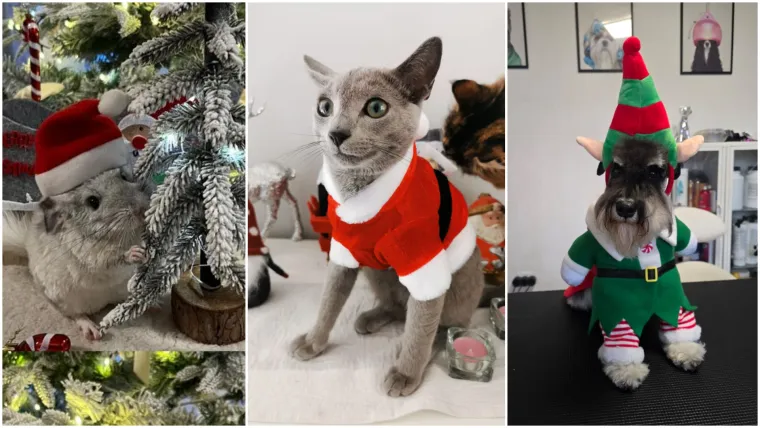 Poslali ste nam fotke va&scaron;ih ljubimaca u božićnom ruhu, pa vi ste pravi sretnici koliko su neodoljivi