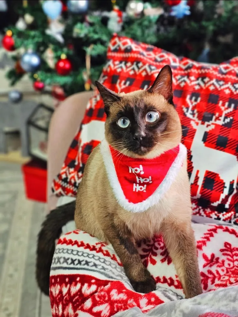 Poslali ste nam fotke va&scaron;ih ljubimaca u božićnom ruhu, pa vi ste pravi sretnici koliko su neodoljivi