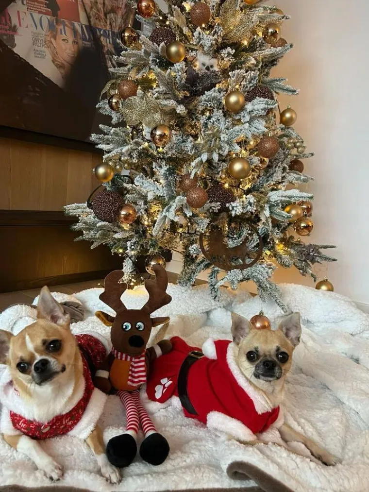 Poslali ste nam fotke va&scaron;ih ljubimaca u božićnom ruhu, pa vi ste pravi sretnici koliko su neodoljivi