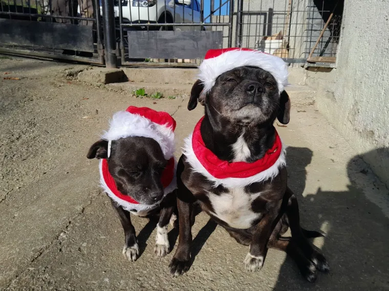 Poslali ste nam fotke va&scaron;ih ljubimaca u božićnom ruhu, pa vi ste pravi sretnici koliko su neodoljivi